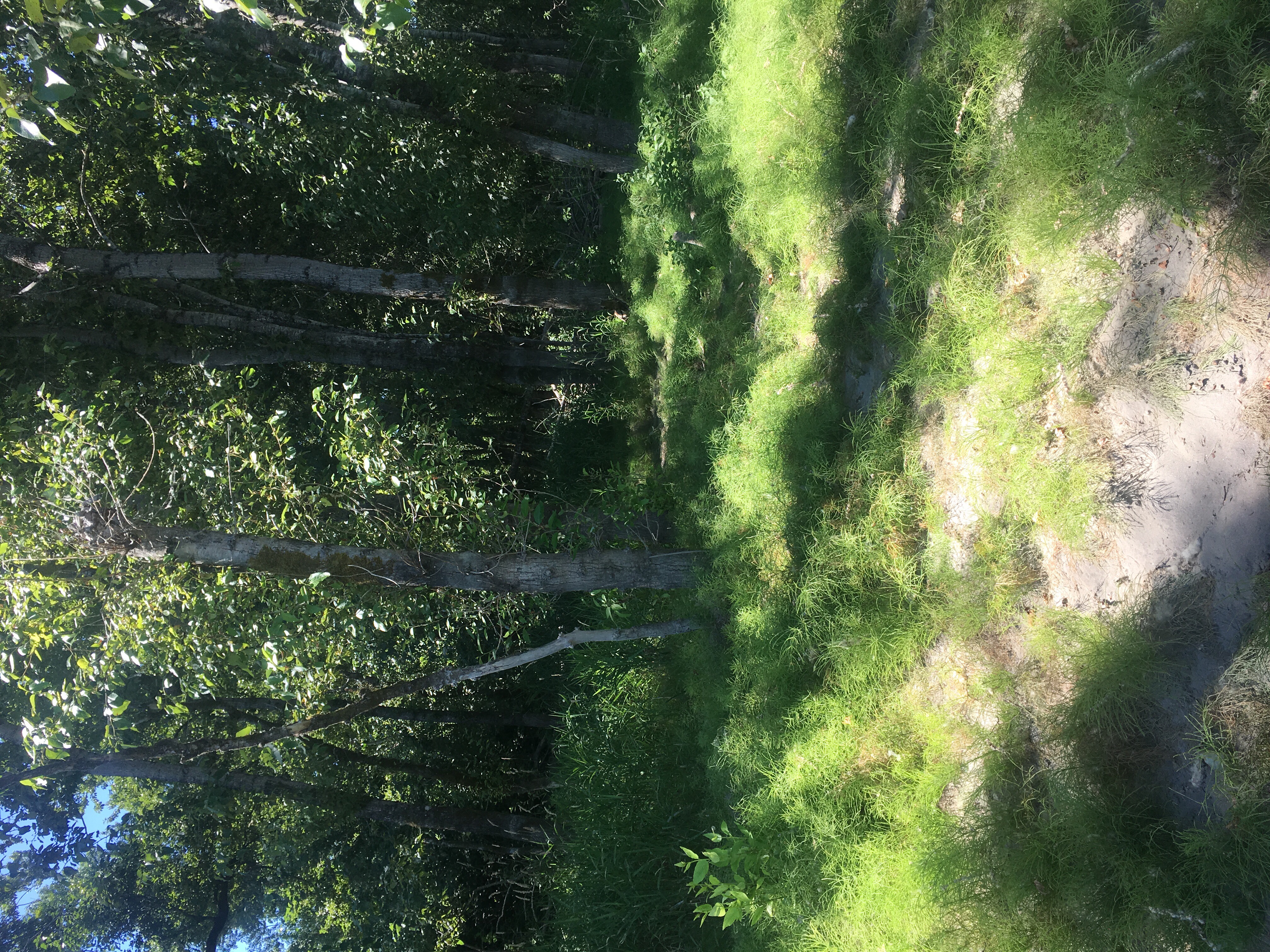 Reed Island State Park (WA) Estuary Partnership